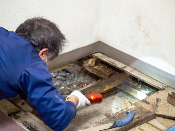 Best Attic Mold Remediation in Capitol Heights, MD