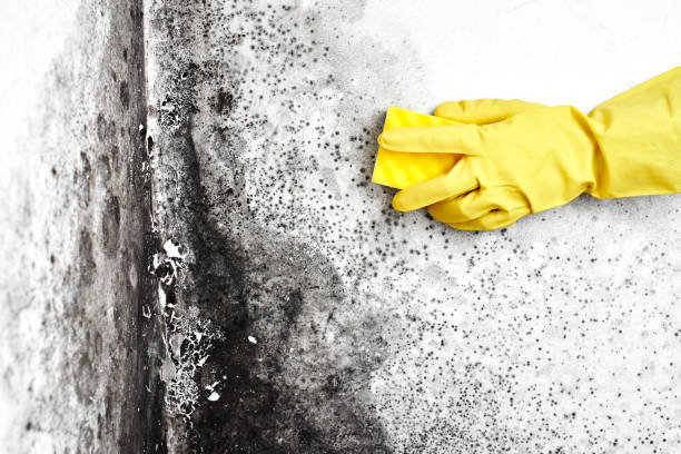 Best Residential Mold Remediation in Capitol Heights, MD