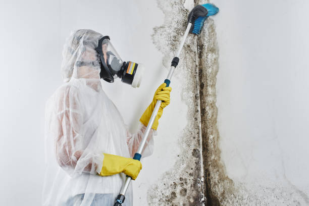 Best Basement Mold Remediation in Capitol Heights, MD