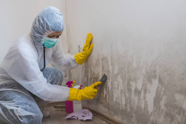 Best HVAC Mold Remediation in Capitol Heights, MD