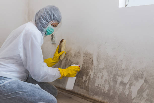 Best Health and Safety Mold Remediation in Capitol Heights, MD