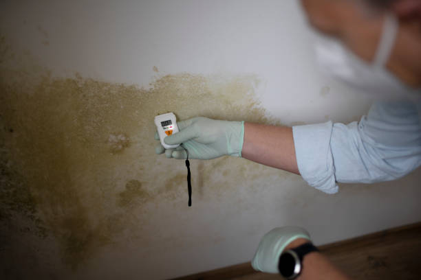 Reliable Capitol Heights, MD Mold Remediation Solutions