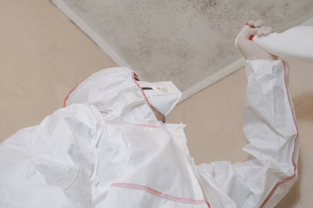 Best Localized Mold Remediation (e.g., coastal areas, humid climates) in Capitol Heights, MD