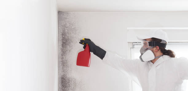 Best Post-Flood Mold Remediation in Capitol Heights, MD