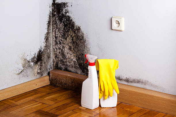 Best Insurance-Related Mold Remediation in Capitol Heights, MD